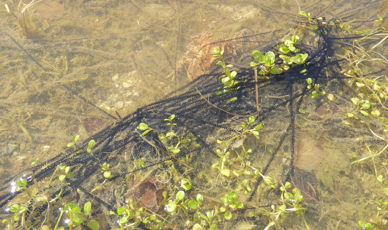 uova e rane di Bufo bufo .....(Rospo comune)